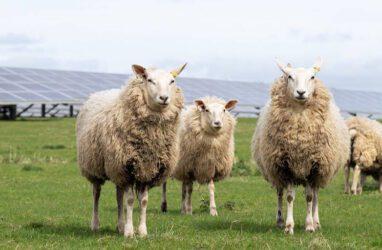 英国工党批准全国最大太阳能发电场，改革党市长誓言反对该决定