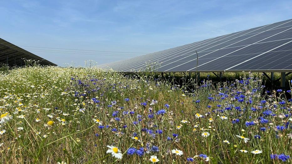 รัฐบาลอังกฤษอนุมัติโครงการโซลาร์เซลล์ขนาดใหญ่ที่สุด 800 เมกะวัตต์ ท้าทายการคัดค้านจากท้องถิ่น