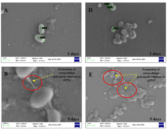 ไบโอฟิล์มจุลินทรีย์สามารถลดผลผลิตโซลาร์เซลล์ได้ถึง 30% ในพื้นที่แห้งแล้ง