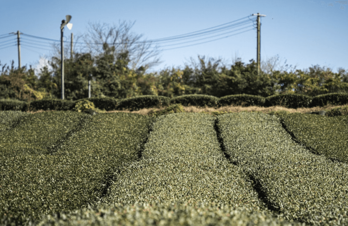 South Korea’s first agrivoltaics law leaves half of farmland off-limits