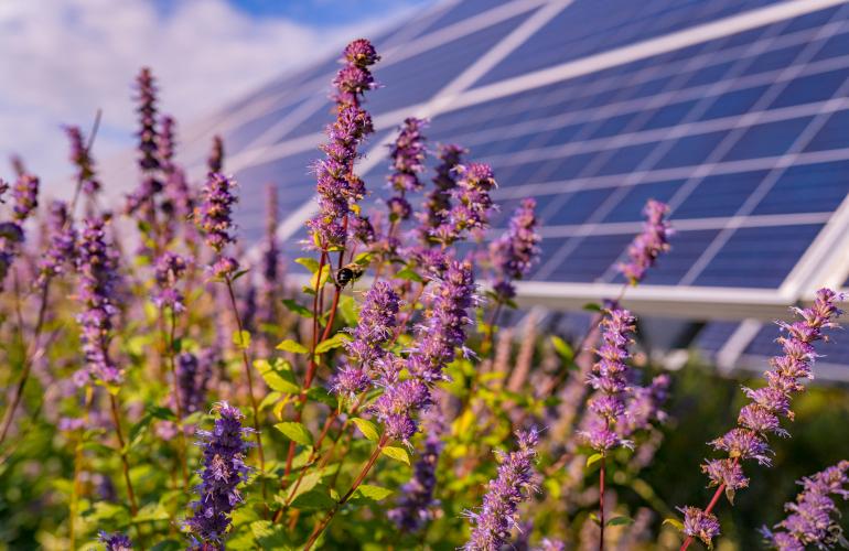 How dual-use solar gets built: A field guide to partnerships that work